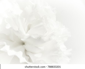 White Flowers Background. Macro Of White Petals Texture. Soft Dreamy Image