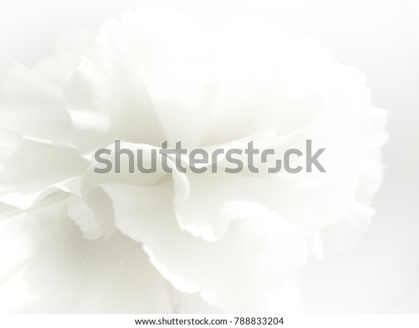 白い花の背景 白い花びらのテクスチャーのマクロ 柔らかい夢見心地の画像 の写真素材 今すぐ編集 704