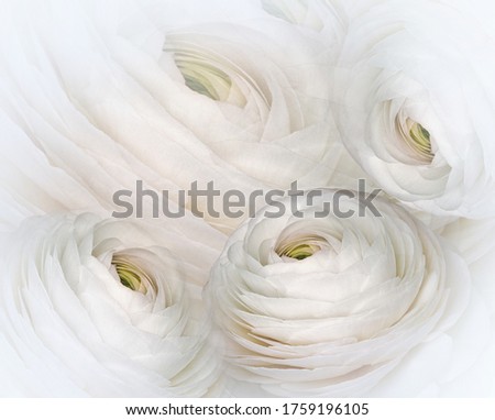 Similar – White Ranunculus Design