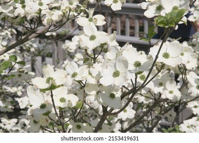 White Flowers At Biltmore Estate