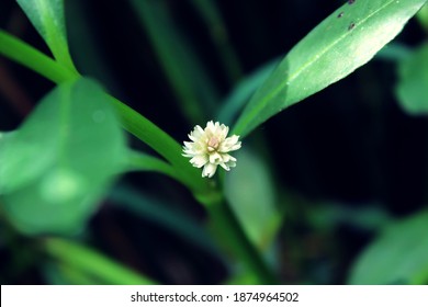 Blumen Mai Bilder Stockfotos Und Vektorgrafiken Shutterstock