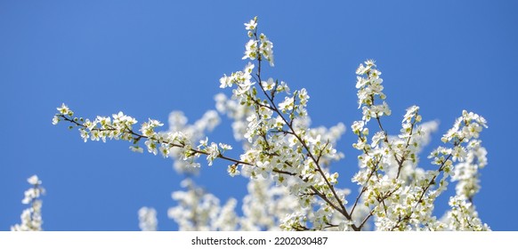 White Flowers Bloom In The Trees. Spring Landscape With Blooming Sakura Tree. Beautiful Blooming Garden On A Sunny Day. Copy Space For Text.