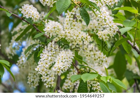 White flowers blooming bird cherry. Bird Cherry Tree in Blossom. Close-up of a Flowering Prunus padus Tree with White Little Blossoms. Blooming Sweet Bird-Cherry Tree in Spring. Springtime concept.