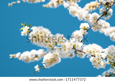 White flowers of a blooming Prunus avium or wild cherry tree.  Close-up photo. Blurry background.