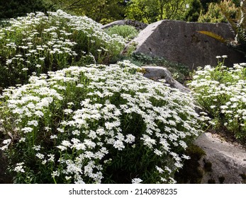 White flowers blooming in a rock garden - Bellevue Botanical Garden, WA, USA