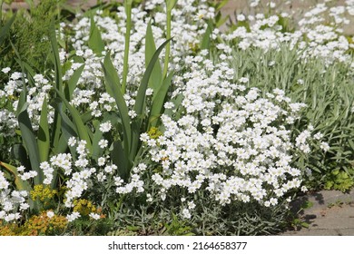 White flowers of boreal chickweed (Cerastium biebersteinii) plant in garden