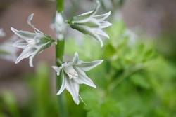 White Flowers And Buds Of Ornithogalum Nutans