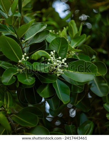 White flowers of Calophyllum inophyllum, known as Indian-laurel, Balltree, Beautyleaf, Satin touriga, Beach calophyllum, Beach touriga, Borneo-mahogany, Alexandrian-laurel or Laurelwood. 