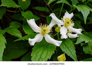 White flowers Clematis montana var. wilsonii in garden. White Clematis montana 'Wilsonii'  blossom in park
