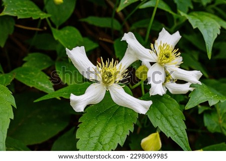 White flowers Clematis montana var. wilsonii in garden. White Clematis montana 'Wilsonii'  blossom in park