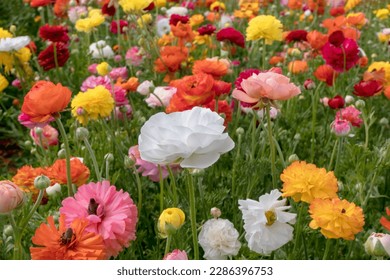 White flowers of cultivated garden buttercups on a blurred background. Ranunculus flowers. White blooming flowers.