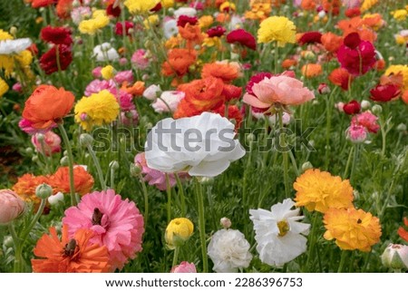 White flowers of cultivated garden buttercups on a blurred background. Ranunculus flowers. White blooming flowers.