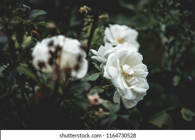 White Flowers With Dark Moody Green Leaves