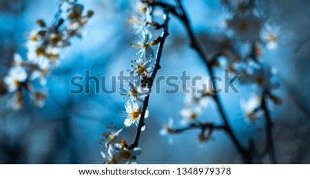 Similar – Japanese Spring Blossom