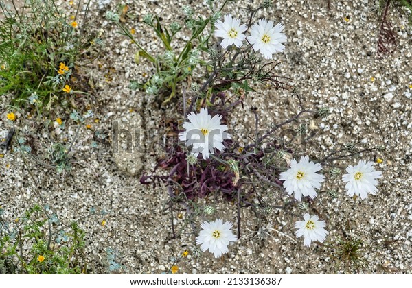 The white flowers of the desert chicory\
(Rafnesquia neomexicana) in the Sonoran desert, Anza-Borrego Desert\
Park, California, USA.\
