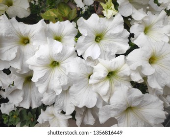 White flowers for device background 