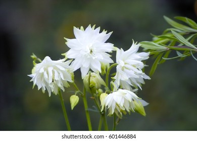 White flowers of Double-flowered European Columbine 'Green Apples' or 'White Barlow' (Aquilegia vulgaris plena)