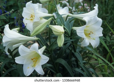 White Flowers Of Easter Lily