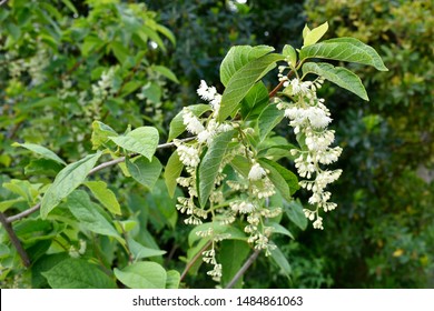 White Flowers Of Epaulette Tree