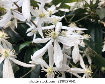 White Flowers Of An Evergreen Clematis Plant