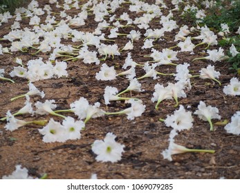 White flowers fall on the floor.