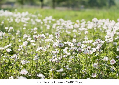 White Flowers In The Field