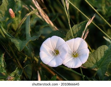 White flowers in a field in Golden Colorado, Jefferson County