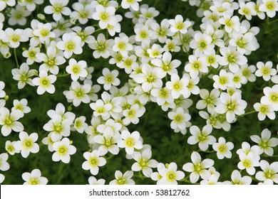 White Flowers Field. Top View