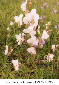 White flowers in forest 