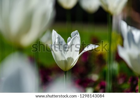 Similar – Image, Stock Photo tropical flow Flower Plant