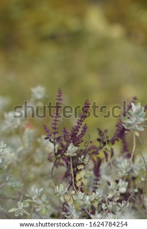 Similar – rosa Blüten von calluna vulgaris auf einem Feld bei Sonnenuntergang