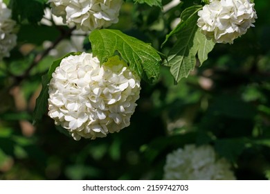 Snowball Flower Images, Stock Photos & Vectors | Shutterstock