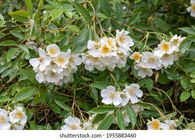 White flowers in the garden. Rosaceae. Rambling Rector - Shutterstock ID 1955883460
