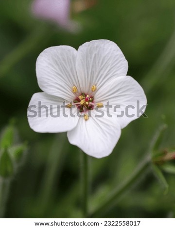 White Flowers of Geranium Maderense, giant herb-Robert or the Madeira cranesbill, in the family Geraniaceae, Macro Photography
