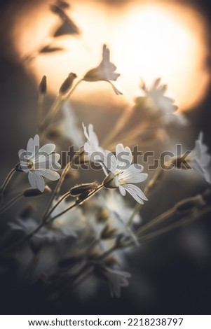 Similar – Image, Stock Photo Here comes the sun Nature