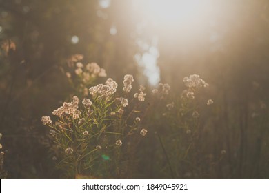 White Flowers In Golden Light With A Sun Flare In The Background In Yosemite.