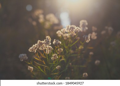 White Flowers In Golden Light With A Sun Flare In The Background In Yosemite.