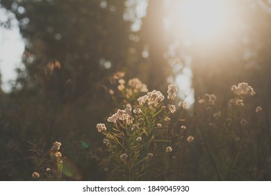 White Flowers In Golden Light With A Sun Flare In The Background In Yosemite.