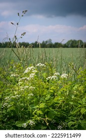 White Flowers Growing Next To Rural Road And Crop Field During Spring Time In Skåne Sweden