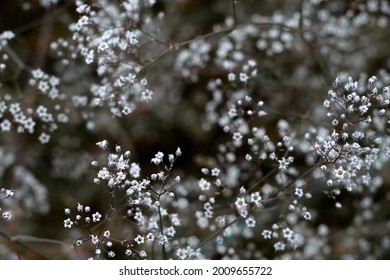 White flowers of gypsophila. blurred and fuzzy plant background . High quality photo