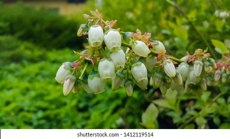 White Flowers Of Highbush Blueberry