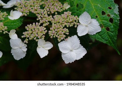 White flowers of Hydrangea macrophylla with rain drops - Shutterstock ID 1984048535