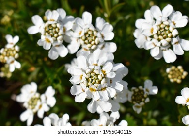 Цветы иберис фото