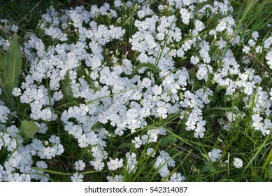 White Flowers Irish Moss