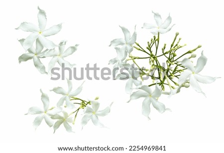 White flowers isolated on white background, abernaemontana orientalis, Pinwheel Jasmine, flower bunch