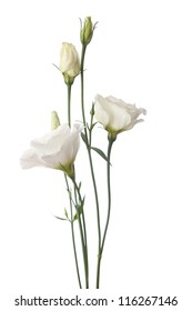 White  Flowers Isolated On White. Eustoma