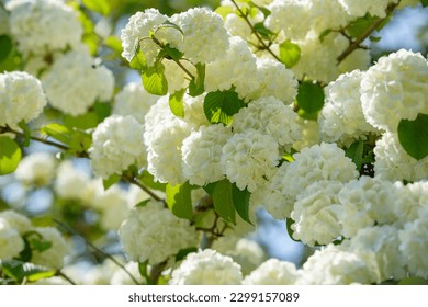 White flowers of Japanese Snowball - Powered by Shutterstock