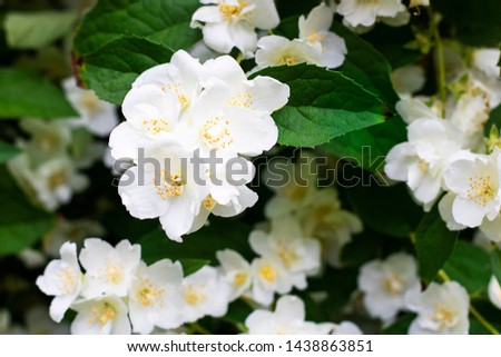 White flowers of jasmine with green leaves, Three in focus. Spring and summer background or wallpaper for gardening, plants and hobby. Horizontal