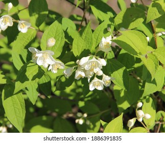 ジャスミンの白い花 ジャスミン Latin Jasminum ペルシャ語 ヤセミン 由来 はオリーブ科 オレイブ科 の常緑低木の属である この植物の精油は香水に使われる の写真素材 今すぐ編集