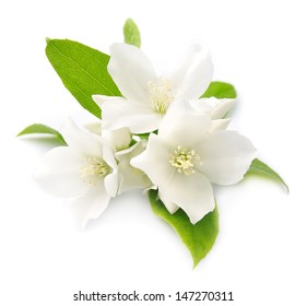 White flowers of jasmine on the white  - Shutterstock ID 147270311